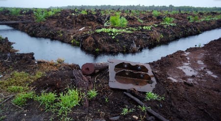 Karhutla Berdampak Rusak Ekosistem Lahan Basah