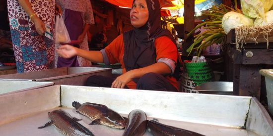 Ikan Gabus Menjadi Penyumbang Inflasi Terbesar di Banjarmasin