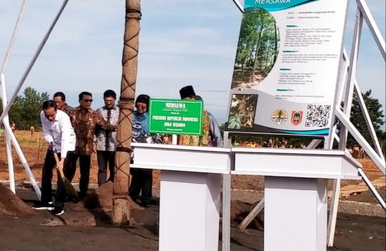 Kadishut Kalsel, Jokowi Tanam Pohon Endemik Mersawa