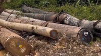 Lebih dari Ilegal Logging Angka-Angka di Kayu Itu Bukti, Hutan Sumatera Dibantai untuk Keuntungan yang Membunuh !