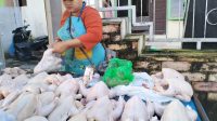 Banjir Melanda, Harga Ayam Potong Naik