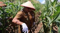 Dukung Ketahanan Pangan, Pemkab Kotabaru Panen Jagung di Desa Sebelimbingan